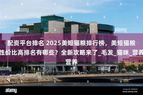 配资平台排名 2025美短猫粮排行榜，美短猫粮性价比高排名有哪些？全新攻略来了_毛发_猫咪_营养